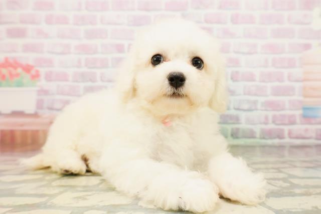愛媛県のビションフリーゼ (Coo&RIKUイオンタウン川之江店/2026年4月23日生まれ/女の子/ホワイト)の子犬の3枚目の画像