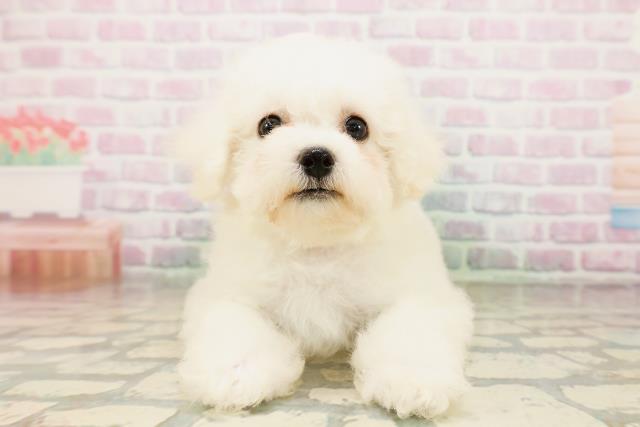 長野県のビションフリーゼ (Coo&RIKU松本店/2026年4月23日生まれ/女の子/ホワイト)の子犬の1枚目の画像