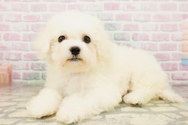 長野県のビションフリーゼ (Coo&RIKU松本店/2026年4月23日生まれ/女の子/ホワイト)の子犬の2枚目の画像