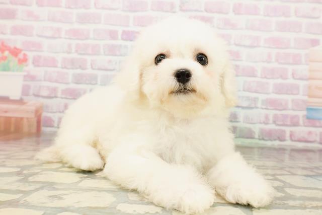 長野県のビションフリーゼ (Coo&RIKU松本店/2026年4月23日生まれ/女の子/ホワイト)の子犬の3枚目の画像