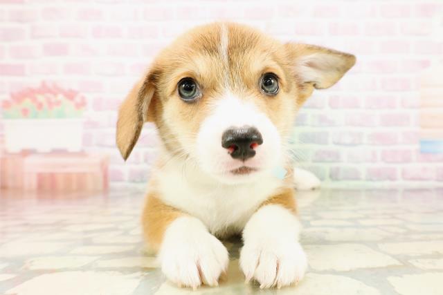 埼玉県のウェルシュコーギーペンブローク (Coo&RIKU桶川店/2026年4月24日生まれ/男の子/レッドホワイト)の子犬の1枚目の画像