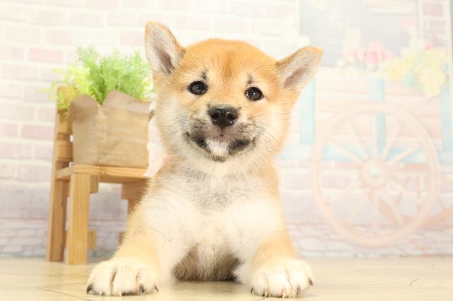 愛知県の柴犬(標準サイズ) (Coo&RIKU名古屋滝ノ水店/2026年4月26日生まれ/女の子/赤)の子犬の1枚目の画像