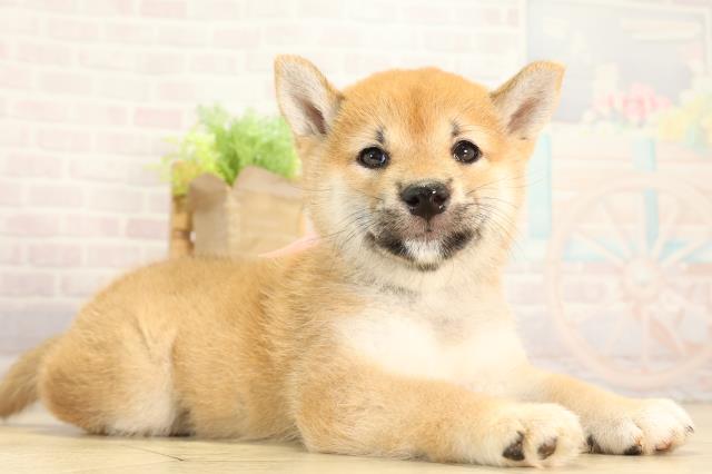 愛知県の柴犬(標準サイズ) (Coo&RIKU名古屋滝ノ水店/2026年4月26日生まれ/女の子/赤)の子犬の2枚目の画像