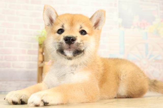 愛知県の柴犬(標準サイズ) (Coo&RIKU名古屋滝ノ水店/2026年4月26日生まれ/女の子/赤)の子犬の3枚目の画像