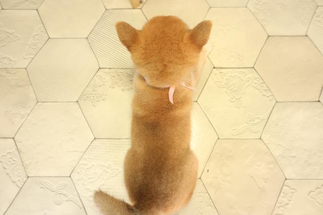 愛知県の柴犬(標準サイズ) (Coo&RIKU名古屋滝ノ水店/2026年4月26日生まれ/女の子/赤)の子犬の4枚目の画像