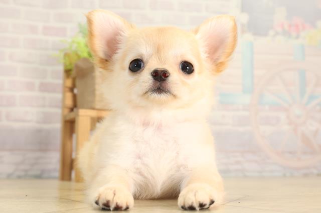 愛知県のチワワ(ロング) (Coo&RIKU名古屋中川店/2026年4月26日生まれ/女の子/ゴールド)の子犬の1枚目の画像