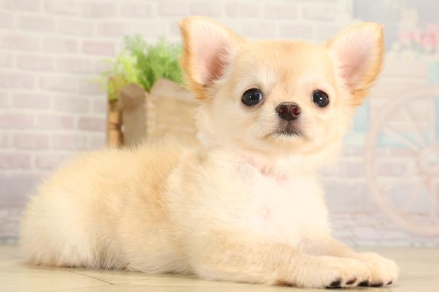 愛知県のチワワ(ロング) (Coo&RIKU名古屋中川店/2026年4月26日生まれ/女の子/ゴールド)の子犬の2枚目の画像