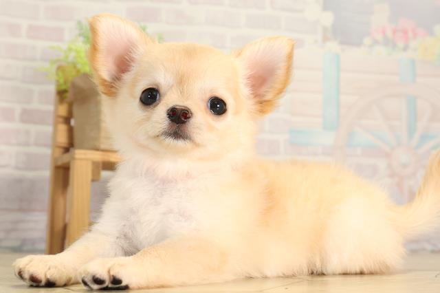 愛知県のチワワ(ロング) (Coo&RIKU名古屋中川店/2026年4月26日生まれ/女の子/ゴールド)の子犬の3枚目の画像