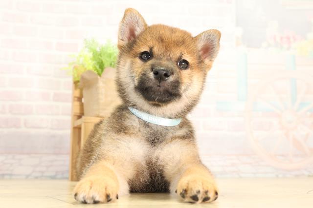 愛知県の柴犬(標準サイズ) (Coo&RIKU豊橋店/2026年4月26日生まれ/男の子/赤)の子犬の1枚目の画像