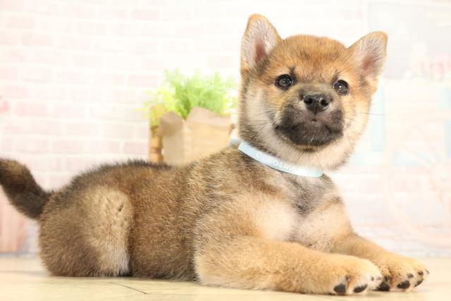 愛知県の柴犬(標準サイズ) (Coo&RIKU豊橋店/2026年4月26日生まれ/男の子/赤)の子犬の2枚目の画像