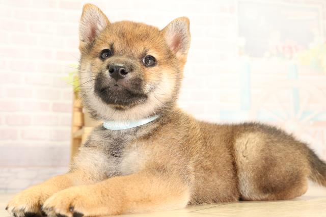 愛知県の柴犬(標準サイズ) (Coo&RIKU豊橋店/2026年4月26日生まれ/男の子/赤)の子犬の3枚目の画像