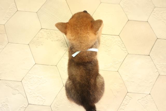 愛知県の柴犬(標準サイズ) (Coo&RIKU豊橋店/2026年4月26日生まれ/男の子/赤)の子犬の4枚目の画像