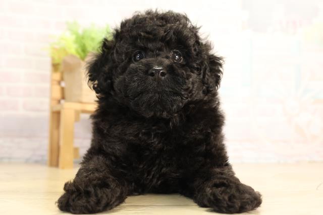 三重県のトイプードル(トイ) (Coo&RIKU津高茶屋店/2026年4月26日生まれ/男の子/ブラック)の子犬の1枚目の画像