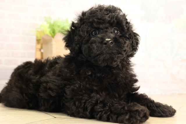 三重県のトイプードル(トイ) (Coo&RIKU津高茶屋店/2026年4月26日生まれ/男の子/ブラック)の子犬の2枚目の画像