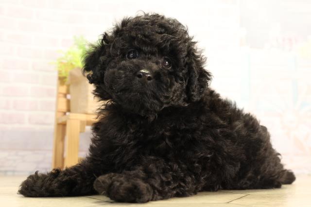 三重県のトイプードル(トイ) (Coo&RIKU津高茶屋店/2026年4月26日生まれ/男の子/ブラック)の子犬の3枚目の画像