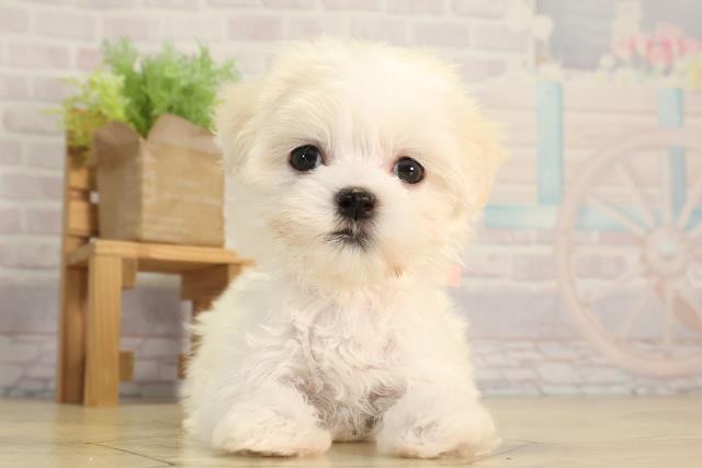 三重県のマルチーズ (Coo&RIKU津高茶屋店/2026年4月26日生まれ/女の子/ホワイト)の子犬の1枚目の画像