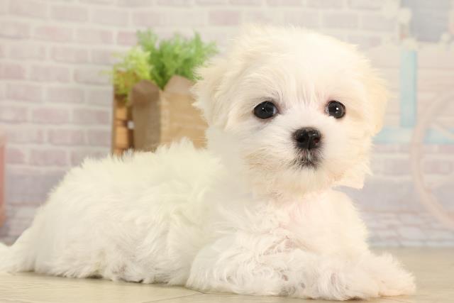 三重県のマルチーズ (Coo&RIKU津高茶屋店/2026年4月26日生まれ/女の子/ホワイト)の子犬の2枚目の画像