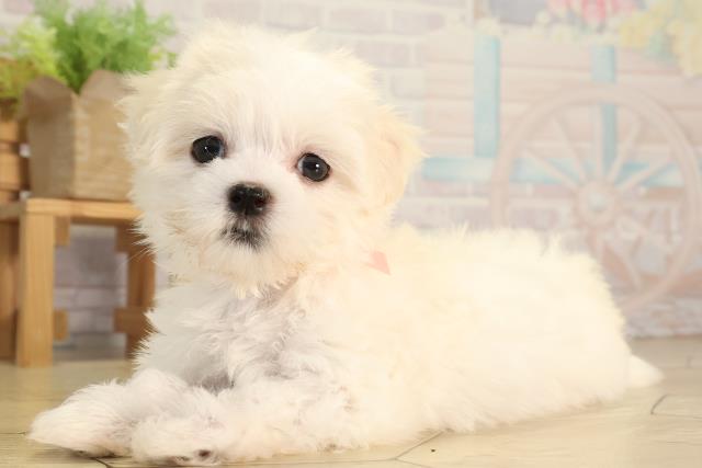 三重県のマルチーズ (Coo&RIKU津高茶屋店/2026年4月26日生まれ/女の子/ホワイト)の子犬の3枚目の画像