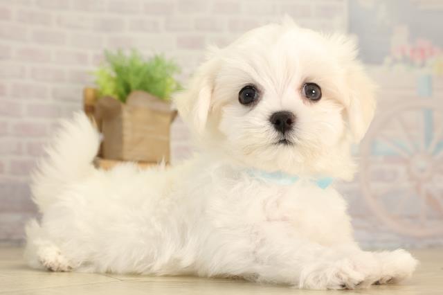 愛知県のマルチーズ (Coo&RIKU瀬港線守山店/2026年4月23日生まれ/男の子/ホワイト)の子犬の2枚目の画像
