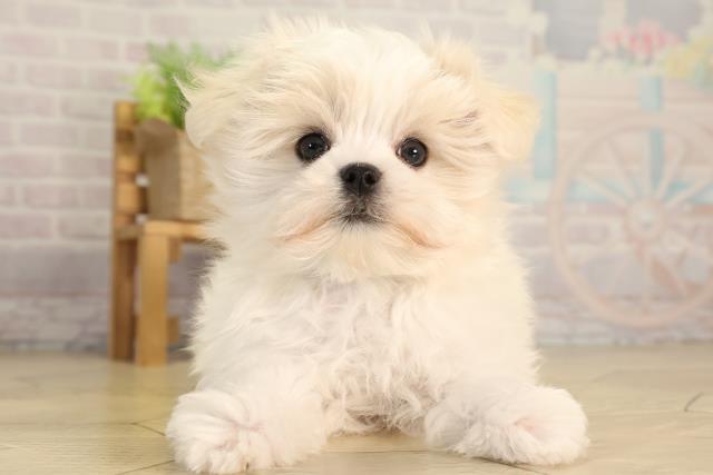 愛知県のマルチーズ (Coo&RIKU豊橋店/2026年4月24日生まれ/男の子/ホワイト)の子犬の1枚目の画像