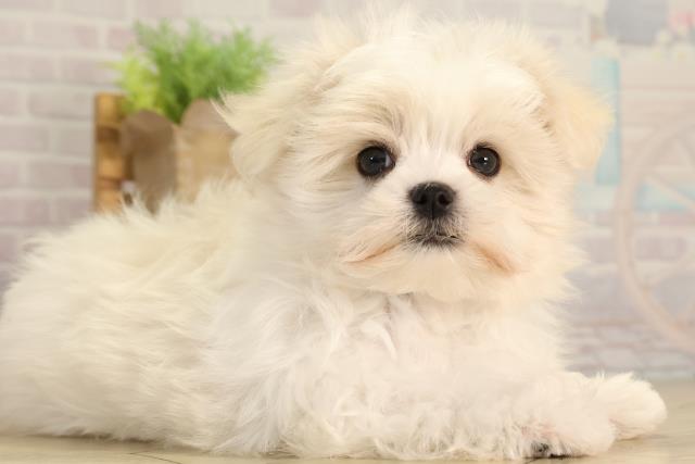 愛知県のマルチーズ (Coo&RIKU豊橋店/2026年4月24日生まれ/男の子/ホワイト)の子犬の2枚目の画像