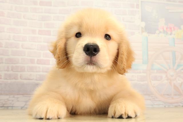 愛知県のゴールデンレトリバー (Coo&RIKU豊橋店/2026年4月25日生まれ/男の子/ゴールド)の子犬