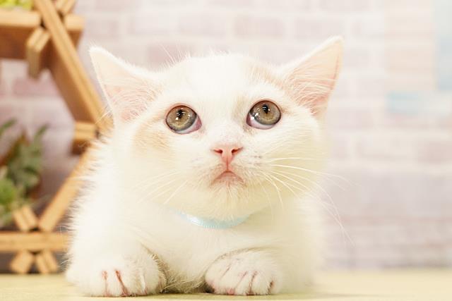 愛知県のマンチカン (Coo&RIKU東海店/2026年4月16日生まれ/男の子/クリームタビーホワイト)の子猫の1枚目の画像