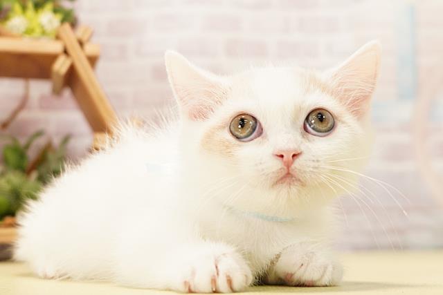 愛知県のマンチカン (Coo&RIKU東海店/2026年4月16日生まれ/男の子/クリームタビーホワイト)の子猫の2枚目の画像