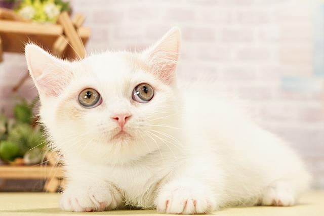 愛知県のマンチカン (Coo&RIKU東海店/2026年4月16日生まれ/男の子/クリームタビーホワイト)の子猫の3枚目の画像