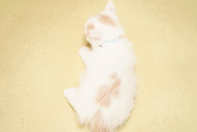 愛知県のマンチカン (Coo&RIKU東海店/2026年4月16日生まれ/男の子/クリームタビーホワイト)の子猫の4枚目の画像