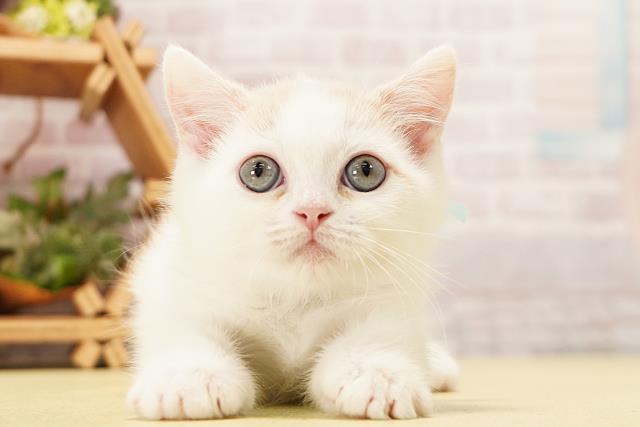 愛知県のマンチカン (Coo&RIKU岡崎店/2026年4月16日生まれ/男の子/クリームタビーホワイト)の子猫の1枚目の画像
