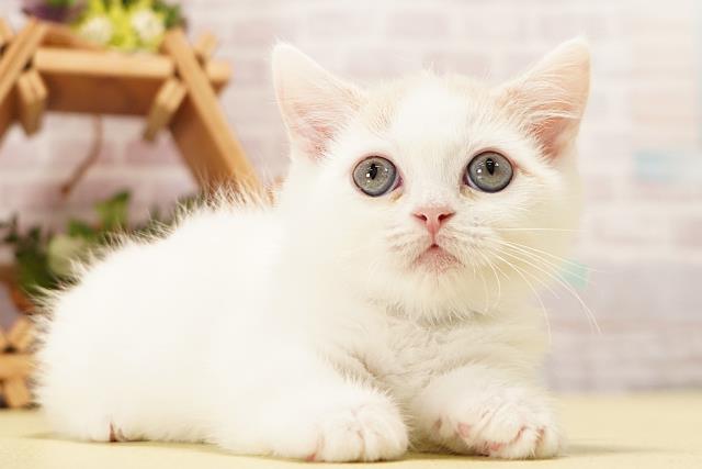 愛知県のマンチカン (Coo&RIKU岡崎店/2026年4月16日生まれ/男の子/クリームタビーホワイト)の子猫の2枚目の画像