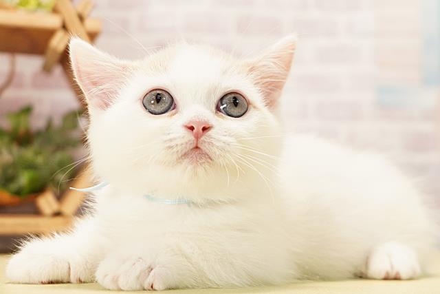 愛知県のマンチカン (Coo&RIKU岡崎店/2026年4月16日生まれ/男の子/クリームタビーホワイト)の子猫の3枚目の画像