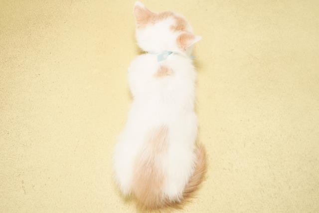 愛知県のマンチカン (Coo&RIKU岡崎店/2026年4月16日生まれ/男の子/クリームタビーホワイト)の子猫の4枚目の画像