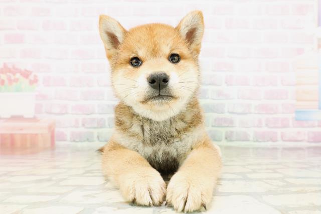 柴犬