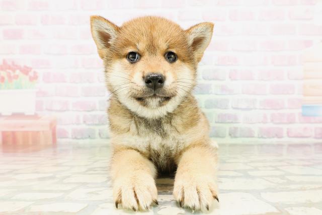 柴犬