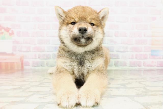 柴犬