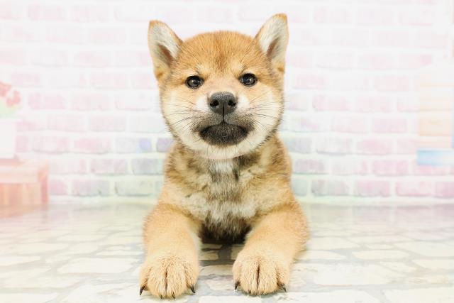 柴犬