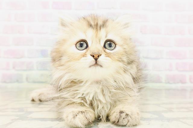 秋田県のマンチカン (Coo&RIKU秋田店/2026年4月16日生まれ/女の子/ブラウンタビー)の子猫の1枚目の画像