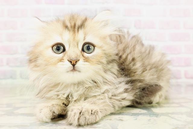 秋田県のマンチカン (Coo&RIKU秋田店/2026年4月16日生まれ/女の子/ブラウンタビー)の子猫の2枚目の画像