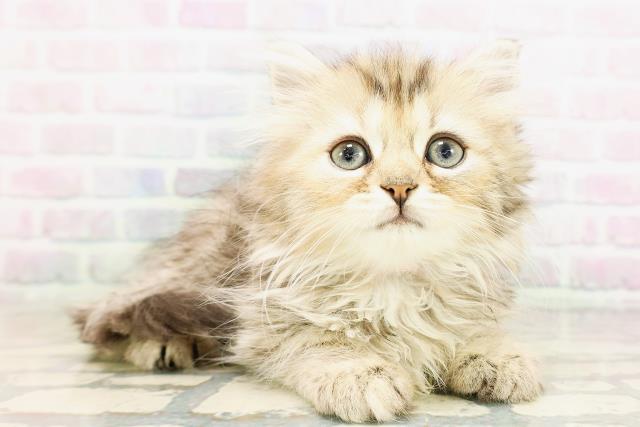 秋田県のマンチカン (Coo&RIKU秋田店/2026年4月16日生まれ/女の子/ブラウンタビー)の子猫の3枚目の画像