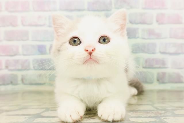 青森県のマンチカン (Coo&RIKU八戸店/2026年4月16日生まれ/男の子/ブルータビーホワイト)の子猫