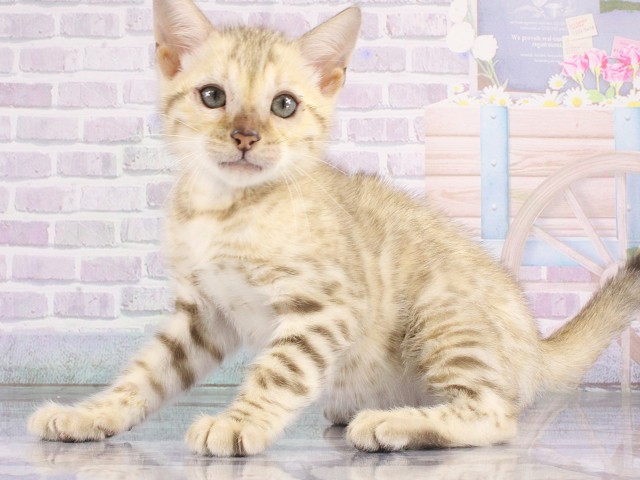 大阪府のベンガル (Coo&RIKU梅田店/2026年4月16日生まれ/男の子/シールミンクスポテッドタビー)の子猫の3枚目の画像
