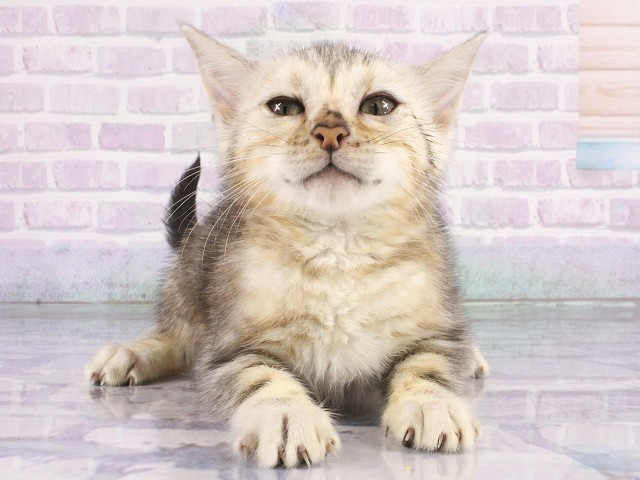 ベンガル