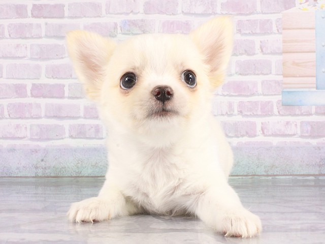 兵庫県のチワワ(ロング) (Coo&RIKU神戸垂水店/2026年4月23日生まれ/男の子/クリーム)の子犬