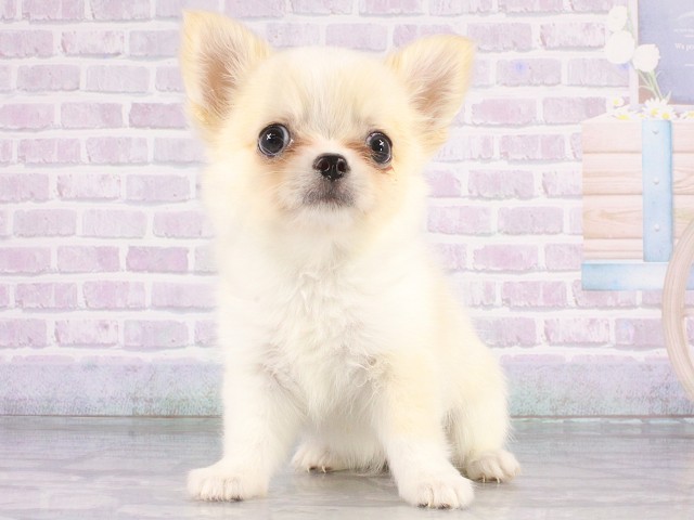 京都府のチワワ(ロング) (Coo&RIKU舞鶴店/2026年4月23日生まれ/男の子/クリーム)の子犬
