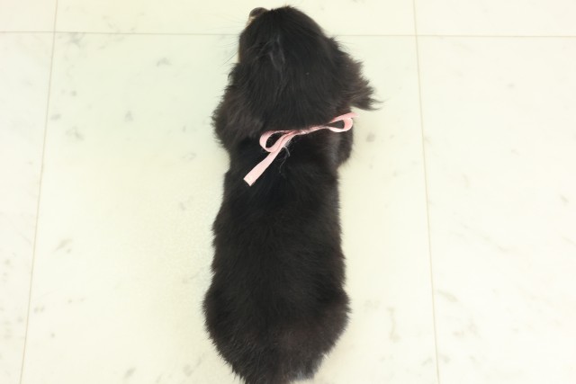 高知県のチワックス(チワワ×ダックス) (Coo&RIKU高知御座店/2026年4月21日生まれ/女の子/ブラックイエロー)の子犬の4枚目の画像