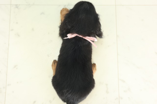 大分県のチワックス(チワワ×ダックス) (Coo&RIKU大分店/2026年4月21日生まれ/女の子/ブラックタン)の子犬の4枚目の画像