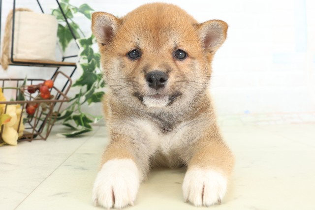 徳島県の豆柴 (Coo&RIKU徳島店/2026年4月25日生まれ/男の子/赤)の子犬の1枚目の画像