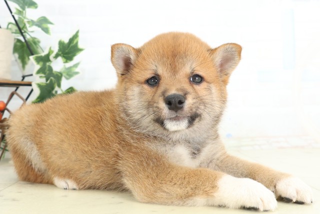 徳島県の豆柴 (Coo&RIKU徳島店/2026年4月25日生まれ/男の子/赤)の子犬の2枚目の画像